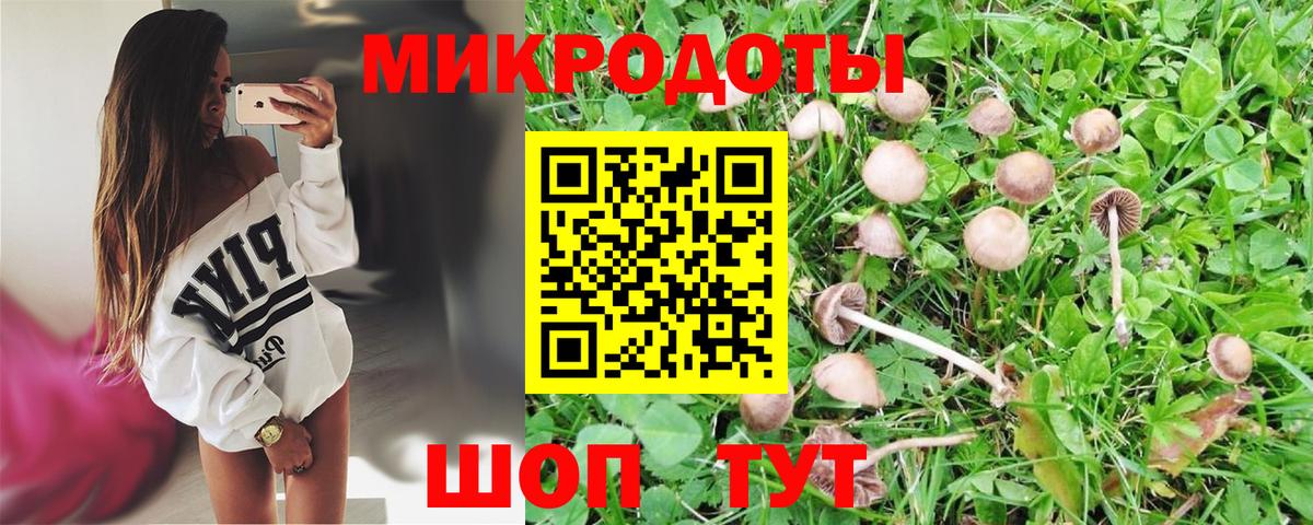 как найти закладки  Вход с VPN  Новомосковск  Псилоцибиновые грибы GOLDEN TEACHER 